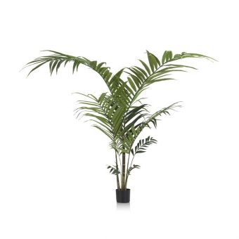 Coco Maison Kentia Palm